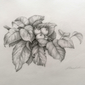 Apple tree branch 