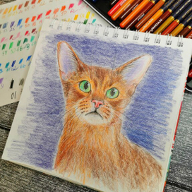 Бангальский кот