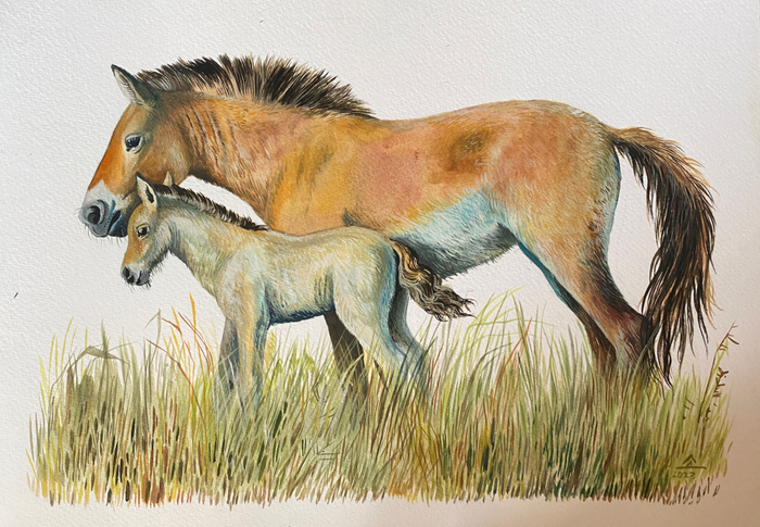 Лошадь Пржевальского 