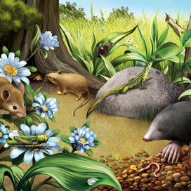 Среди густой травы