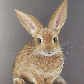 Заяц рыжий