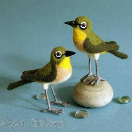 Японские белоглазки.