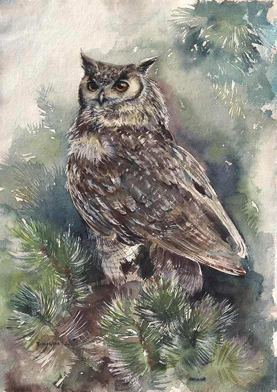 Филин в хвое