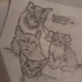 crazy cats