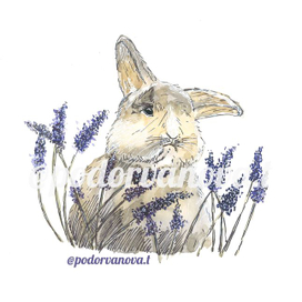 Кролик в лаванде
