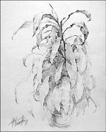 домашний цветок