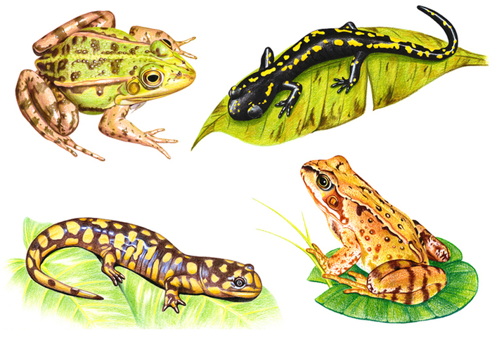 земноводные