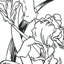 ботаническая иллюстрация Ирис