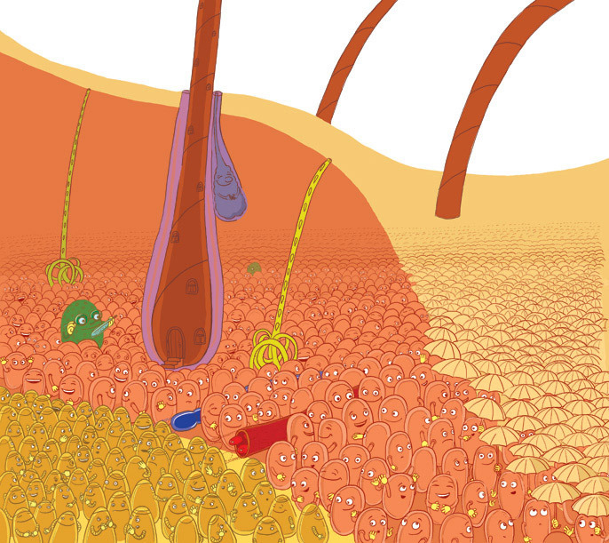 Устройство человеческой кожи