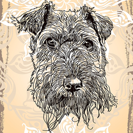 Портрет собаки на бежевом фоне. Шнауцер.