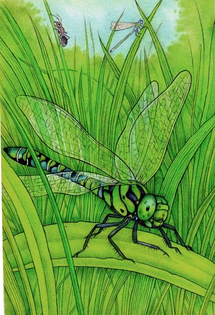 Стрекоза