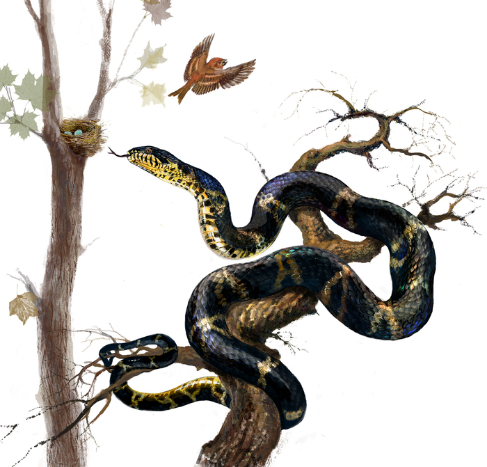 Амурский полоз (Elaphe schrencki) 