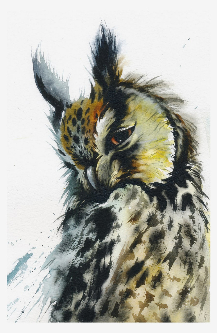 Ушастая сова