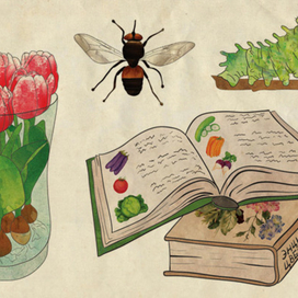Насекомые, гидропоннные тюльпаны, книги