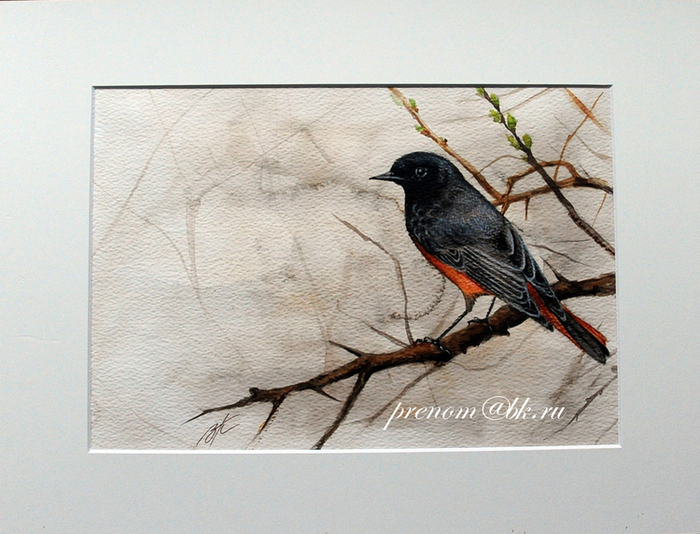 Горихвостка