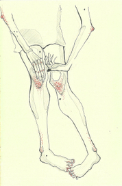 моя анатомия