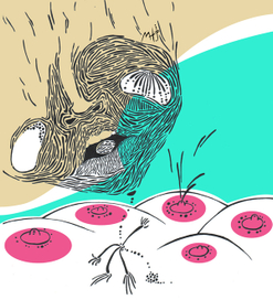 Человек-орех