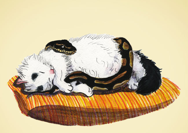 Саймон и региус