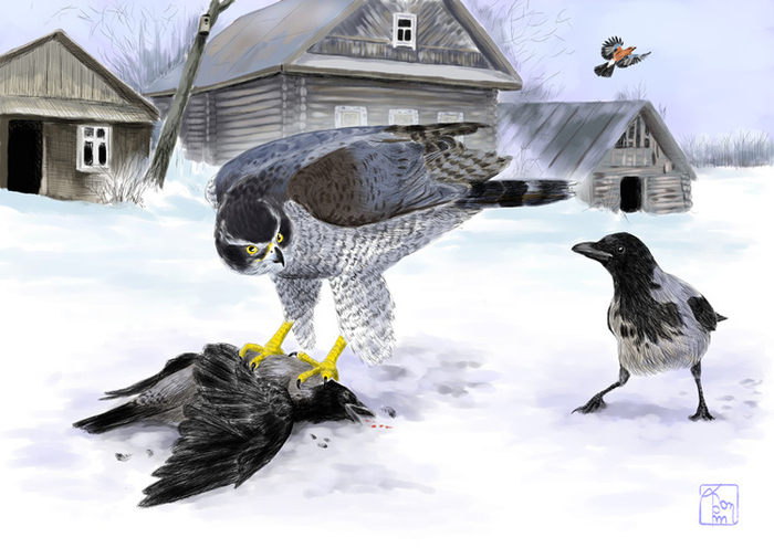 Год ястреба. Январь