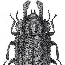Жук чернотелка Bolitotherus cornutus