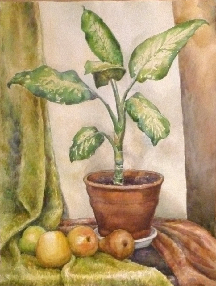 Натюрморт с диффенбахией