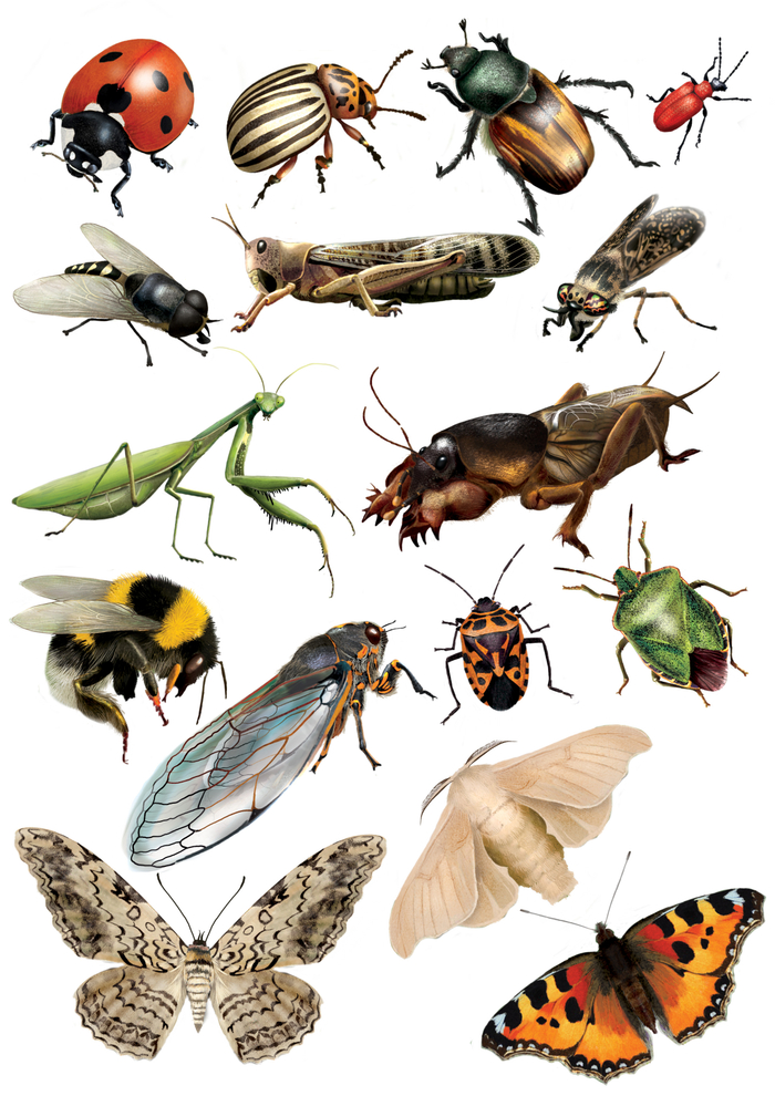 насекомые энциклопедия