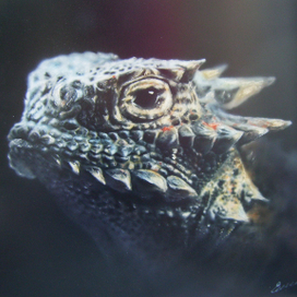 Каменная ящерица