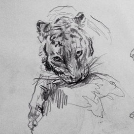 Tiger, sketch