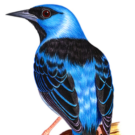 Дакнис масковый