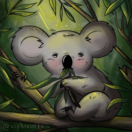 koala 