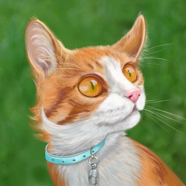 Кот Финдус. Финская сказка