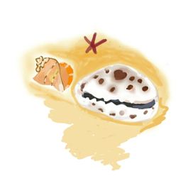 Ракушки на берегу