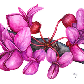 Церцис, он же Иудино дерево