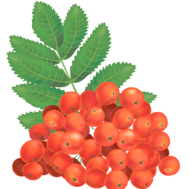 Гроздь рябины
