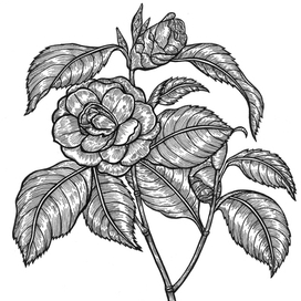 Camellia japonica