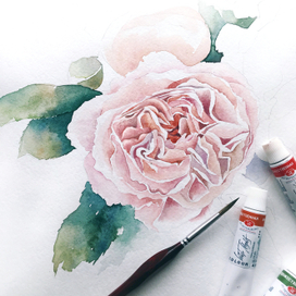 роза Остина:)