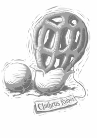 Clathrus Ruber