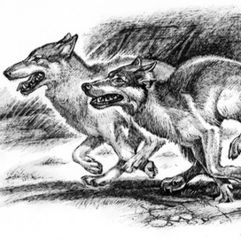 Волки бегут!