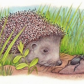 Вкусный жук