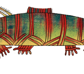 "Запретный узел"