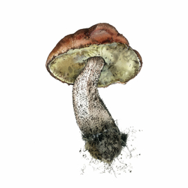 Подосиновик