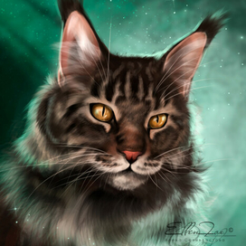 Портрет кота мейн-куна