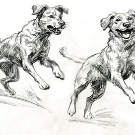 Собаки. Скетч