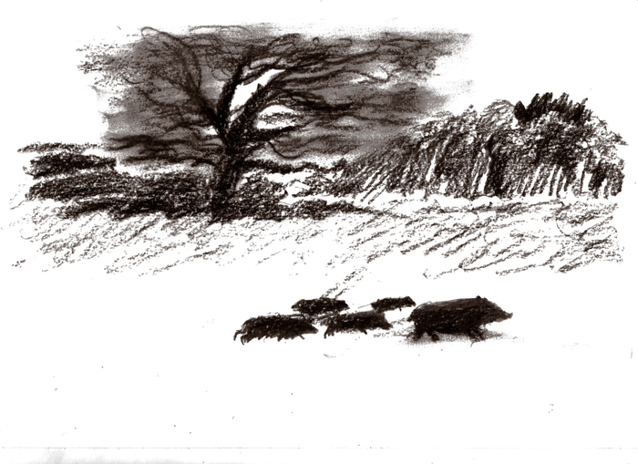 книга о дратхаарах