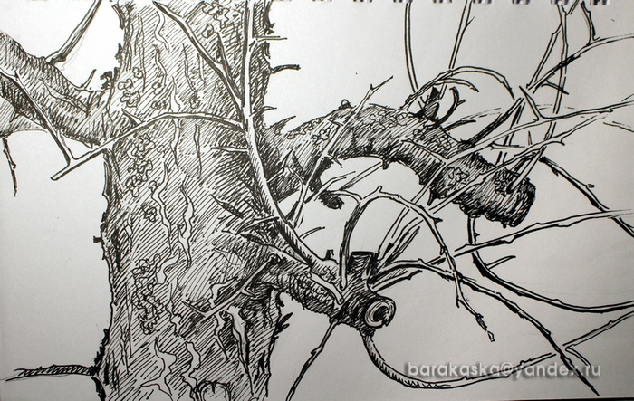 Зимняя яблоня. 