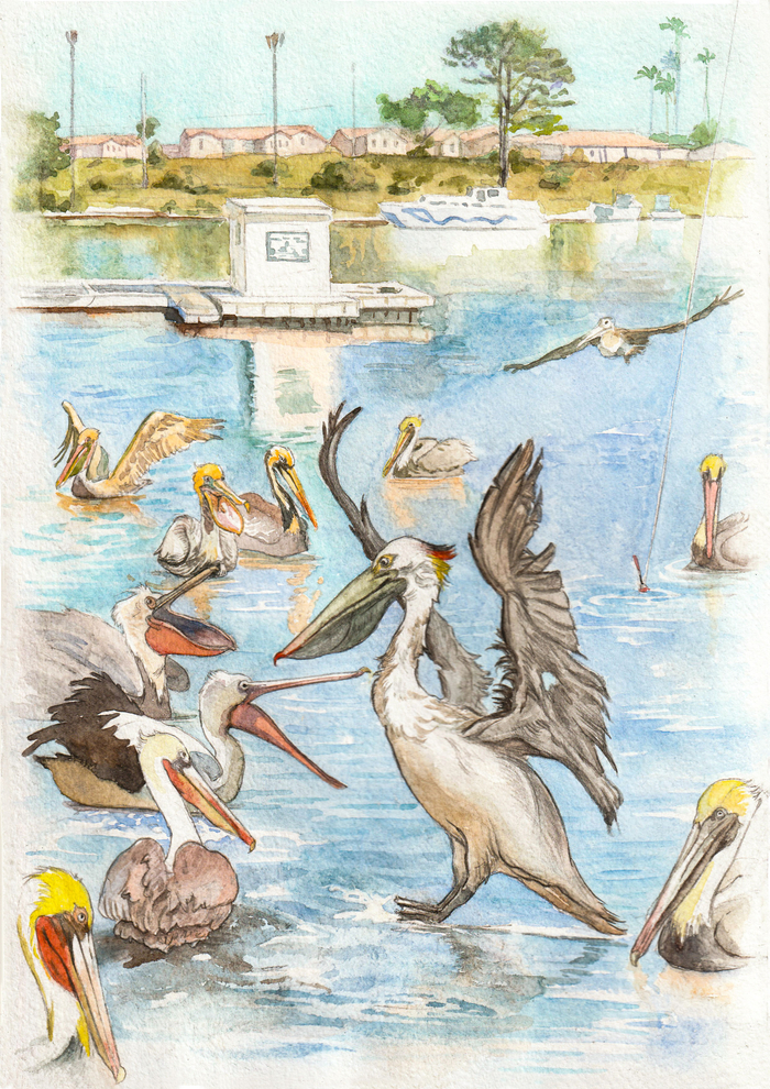 Иллюстрация к рассказу Д. Черных "Пеликанья хирургия"