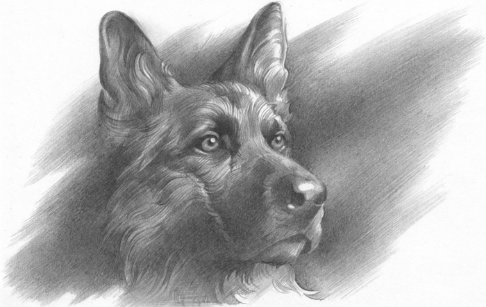 Яранг-Золотой Зуб