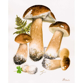 Boletus edulis