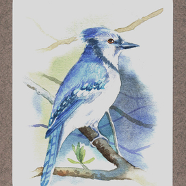 Голубая сойка