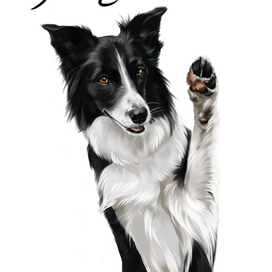 Бордер колли Нери